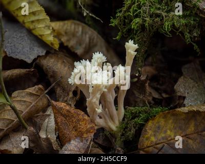 Champignon de corail à crête dans les bois Banque D'Images