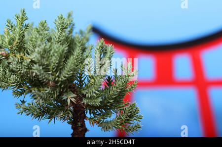 Arbre de Bonsai et porte de Torii DOF peu profonde Banque D'Images