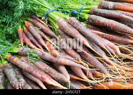 Carottes violettes sur le marché agricole Banque D'Images