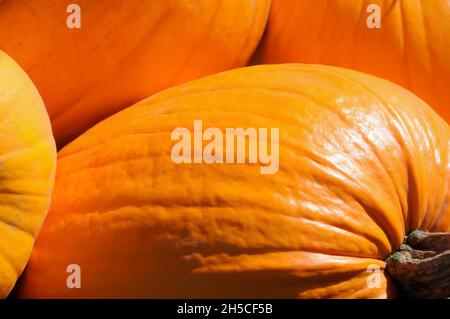Gros plan - grandes citrouilles Banque D'Images