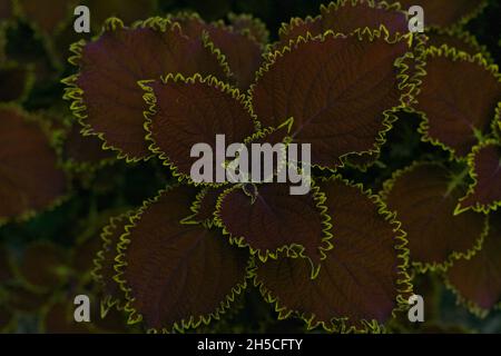 Photographie d'une fleur pourpre avec des lignes jaunes, prise pendant l'après-midi. Banque D'Images