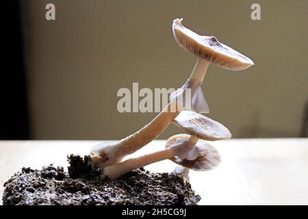 Champignons magiques poussant dans un groupe prêt à cueillir Banque D'Images