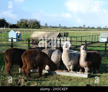 Novembre 2021 - Alpaca et l'UEM dans un champ de Somerset Banque D'Images