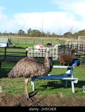 Novembre 2021 - Alpaca et l'UEM dans un champ de Somerset Banque D'Images