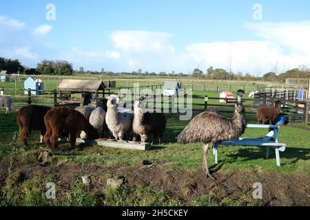 Novembre 2021 - Alpaca et l'UEM dans un champ de Somerset Banque D'Images