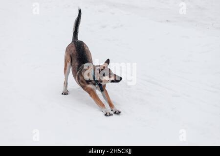 Gros plan du chien rouge.Le chien adulte s'arrache sur une route enneigée après une promenade hivernale dans la nature Banque D'Images