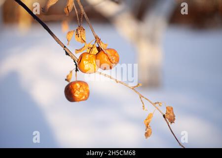 Gros plan des fruits sur la branche de l'arbre.Pommes de l'arbre paradisiaque avec des fruits mûrs en hiver sur fond neigeux Banque D'Images