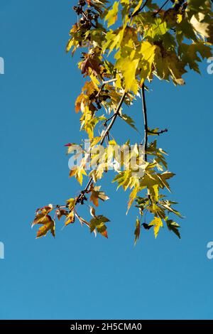 Branche d'un érable multicolore accrochée à un arbre sur fond bleu Banque D'Images