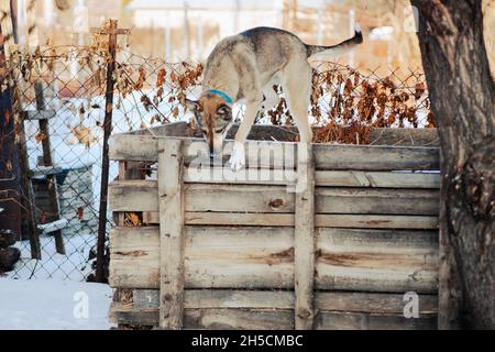 Le chien joue dans la cour en hiver.Grand chien dans le col bleu se dresse sur hangar en bois, paysage d'hiver Banque D'Images