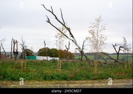 Aylesbury Vale, Royaume-Uni.8 novembre 2021.Le site de translocation du HS2, à côté du bois de Jones Hill, où des membres d'arbres morts abattus par le HS2 ont été bloqués dans le sol pour créer un nouvel habitat faunique au lieu d'un ancien bois.Le train à grande vitesse 2 de Londres à Birmingham met en danger 108 anciennes forêts.Crédit : Maureen McLean/Alay Live News Banque D'Images