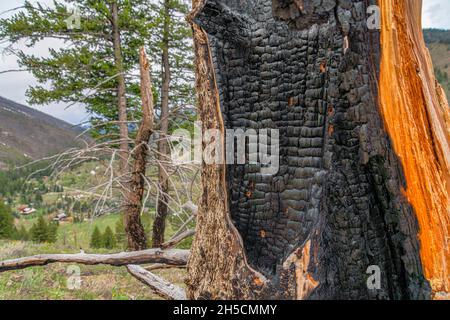 Gros plan d'un arbre brûlé sur un lieu de randonnée à Idaho Banque D'Images
