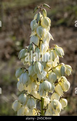 Gros plan vertical une fleur de yucca décolorée. Banque D'Images