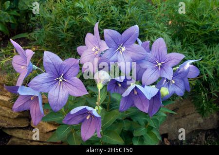 Platycodon Balloon Flower Purple fleurs bleu montrant l'ouverture des fleurs complètement ouvertes et les bourgeons d'une vivace qui aime le plein soleil et est entièrement hardy Banque D'Images