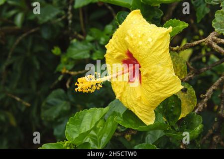 Hibiscus chinois (Hibiscus rosa-sinensis), fleurs, Îles Cook