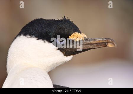 Cormoran à yeux bleus (Phalacrocorax arriceps, Leucocarbo arriceps), portrait, Antarctique, île de Petermann Banque D'Images