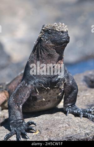 L'iguana marine de Santiago (Amblyrhynchus cristatus mertensi, Amblyrhynchus cristatus ssp. Mertensi), se trouve sur la côte rocheuse de l'Equateur, îles Galapagos, San Banque D'Images