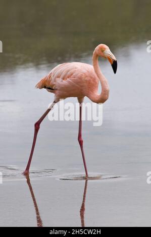 Grand flamants roses, flamant américain, Flamingo des Caraïbes (Phoenicopterus ruber ruber), défilés en eau peu profonde, Equateur, Iles Galapagos, Isla Santa Banque D'Images