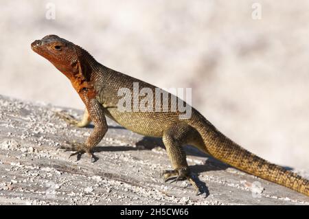 Galapagos Lava Lizard, Albemarle LAVA Lizard (Microlophus albemarlensis), sur une roche, Equateur, Îles Galapagos, Espanola,Suarez point Banque D'Images