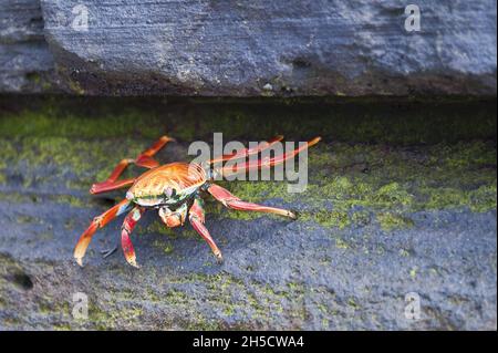 Sally lightfoot Crab, Motabed Shore Crab (Grapsus Grapsus), sur la côte rocheuse, Équateur, îles Galapagos, île de Santiago,Baie James Banque D'Images