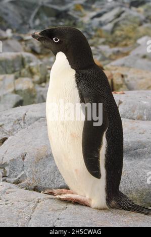 le pingouin d'adelie (Pygoscelis adeliae), se dresse sur un rocher, l'Antarctique, l'île Petermann Banque D'Images