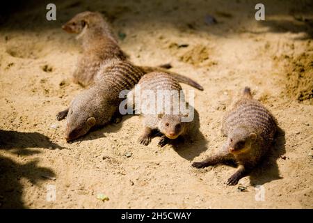 Mongoose baguée, Mongoose zébrée (Mungos mungo), bains solaires de groupe sur terrain sablonneux Banque D'Images