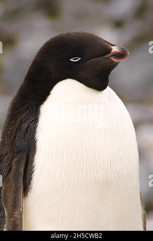 pingouin d'adelie (Pygoscelis adeliae), portrait, Antarctique, île de Petermann Banque D'Images