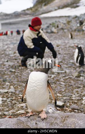 manchot de gentoo (Pygoscelis papouasie), touriste parmi les pingouins, Antarctique, île de Cuverville Banque D'Images