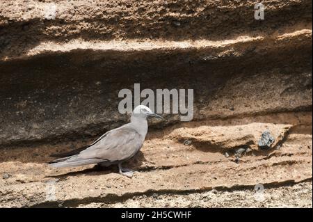 Noddy commun, Noddy brun (Anous stolidus), perchée sur la côte rocheuse, l'Equateur, les îles Galapagos, Isabela, Vincente Roca point Banque D'Images