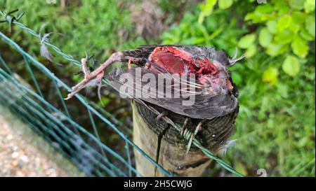 blackbird (Turdus merula), blackbird capturé par le parrowhawk est mort sur un poste de clôture , pays-Bas Banque D'Images