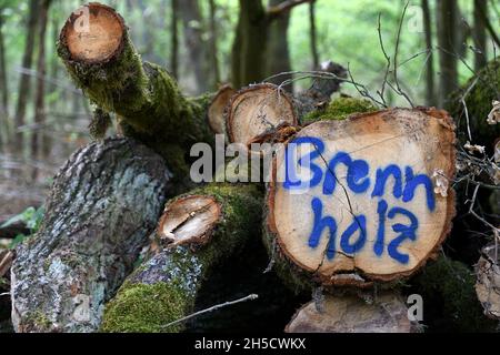 Pile de bois marquée comme bois de chauffage dans la forêt, Allemagne, Rhénanie-du-Nord-Westphalie Banque D'Images