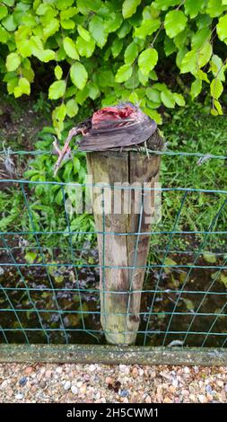blackbird (Turdus merula), blackbird capturé par le parrowhawk est mort sur un poste de clôture , pays-Bas Banque D'Images