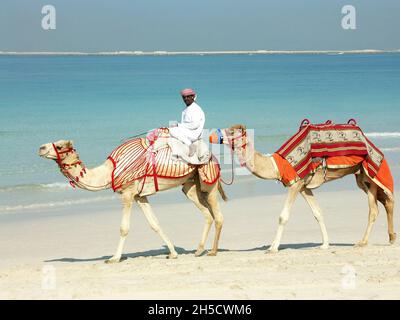 Dromadaire, chameau à une bosse (Camelus dromedarius), dromadaire avec deux chameaux sur la plage , Émirats arabes Unis, Dubaï Banque D'Images