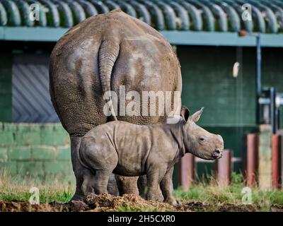 Rhinocéros blanc Calf et mère Banque D'Images