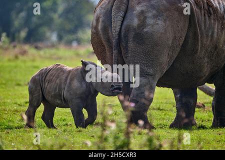 Rhinocéros blanc Calf et mère Banque D'Images