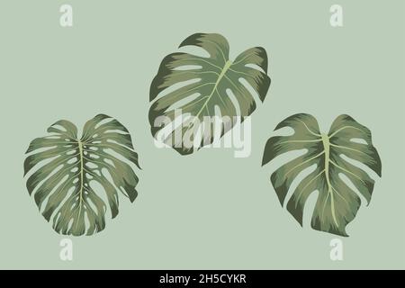 ensemble de trois belles monsteras Illustration de Vecteur