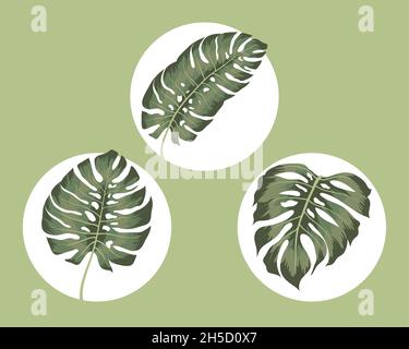 ensemble de trois monsteras verts Illustration de Vecteur