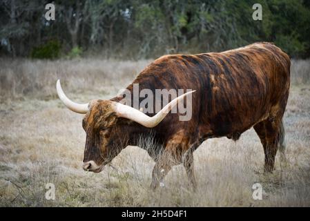 Chtruese Longhorn Bull Eating Grass à Elm Creek Ranch au Texas Banque D'Images
