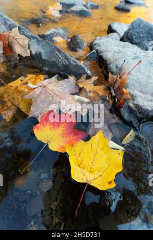 Automne, feuilles d'automne flottant sur l'eau, couleurs d'automne, feuilles d'érable Banque D'Images
