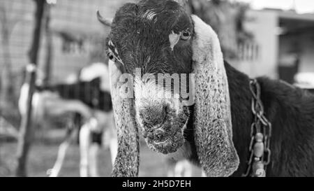 Infection contagieuse par l'ecthyma dans la bouche d'une chèvre brune.Maladies courantes de la bouche et des pieds des chèvres et des moutons laitiers Banque D'Images