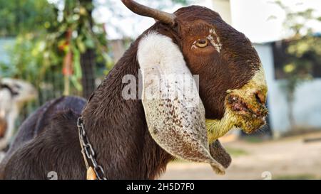 Infection contagieuse par l'ecthyma dans la bouche d'une chèvre brune.Maladies courantes de la bouche et des pieds des chèvres et des moutons laitiers Banque D'Images
