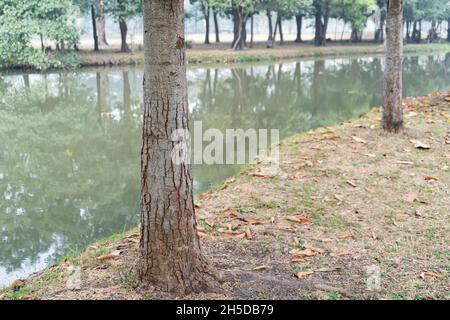 Tronc d'arbre avec écorce fissurée près du lac dans le parc à Bangkok, Thaïlande Banque D'Images