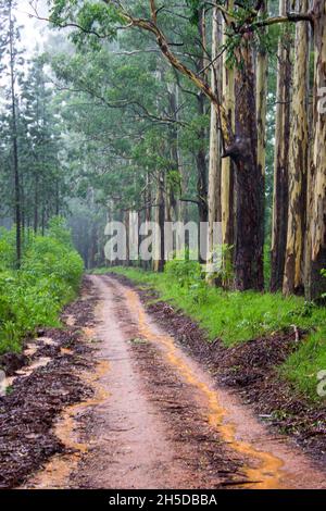 Une gorge de grands Eucalyptus, Eucalyptus saligna, à côté d'une route de terre à Magoebaskloof, en Afrique du Sud, un jour brumeux Banque D'Images