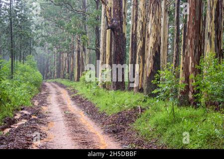 Une gorge de grands Eucalyptus, Eucalyptus saligna, à côté d'une route de terre à Magoebaskloof, en Afrique du Sud, un jour brumeux Banque D'Images