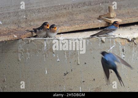 Deux jeunes fleurs de bienvenue Swallow (Hirundo neoxena) attendent d'être nourries par leurs parents près de leur nid sous un pont en Nouvelle-Galles du Sud, en Australie Banque D'Images