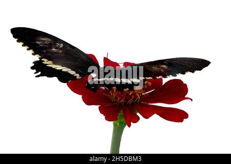 Papillon brun perché sur une fleur de zinnia rouge, isolé sur fond blanc, espace de copie Banque D'Images