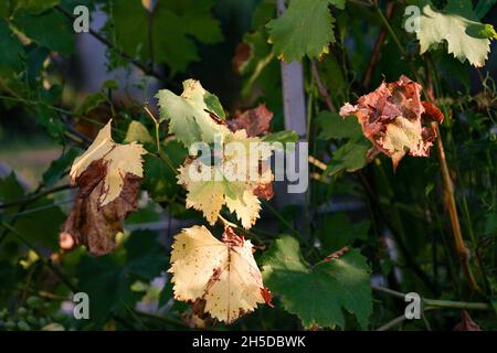 Une maladie de raisin très dangereuse qui affecte les parties aériennes de la plante, couvrant la partie supérieure des feuilles avec un revêtement blanc.Des taches sombres apparaissent sur les feuilles malades.Les taches apparaissent en marron Banque D'Images