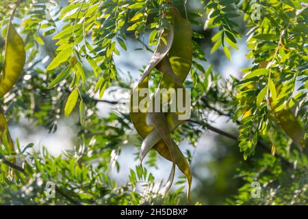 Feuilles d'acacia avec un motif et de longues gousses vertes avec des graines sur un fond flou de.Feuillage frais et branches dans le parc.Croissance estivale de natur Banque D'Images