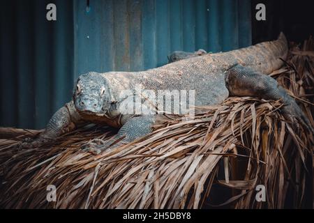 un portrait fantastique d'un dragon de komodo Banque D'Images