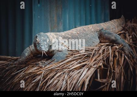 un portrait fantastique d'un dragon de komodo Banque D'Images