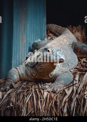 un portrait fantastique d'un dragon de komodo Banque D'Images